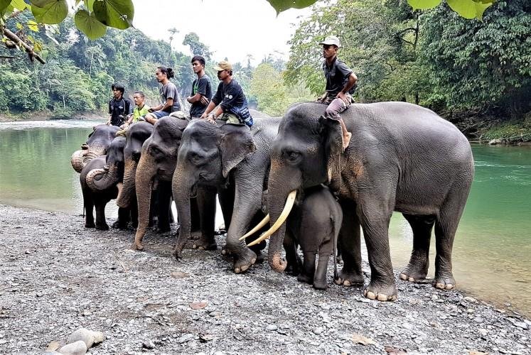 Photo group sumatra elephant tangkahan