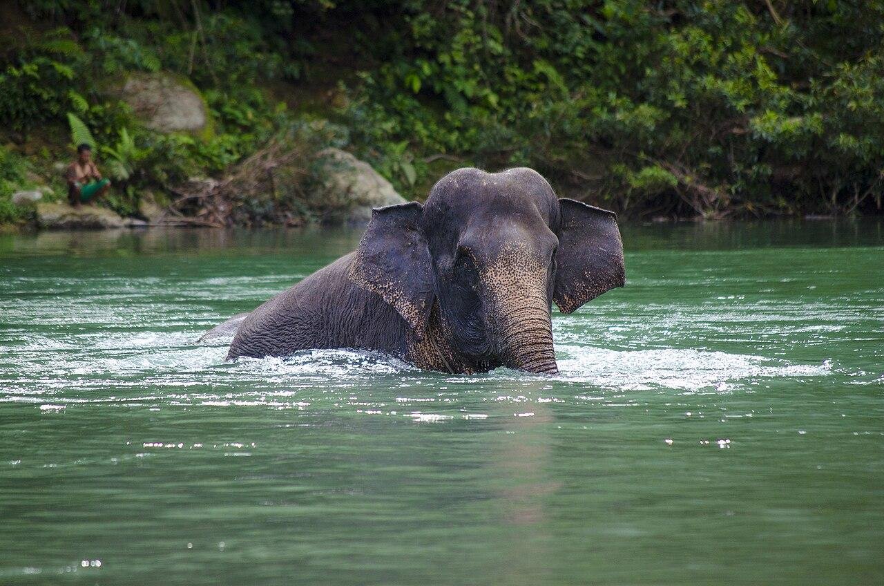 Sumatra Elephantat Tangkahan Elephant Sanctuary