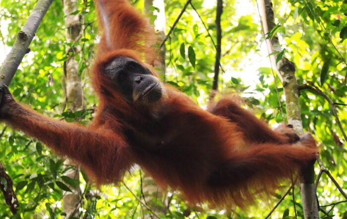 Sumatra Orangutan in Bukit Lawang