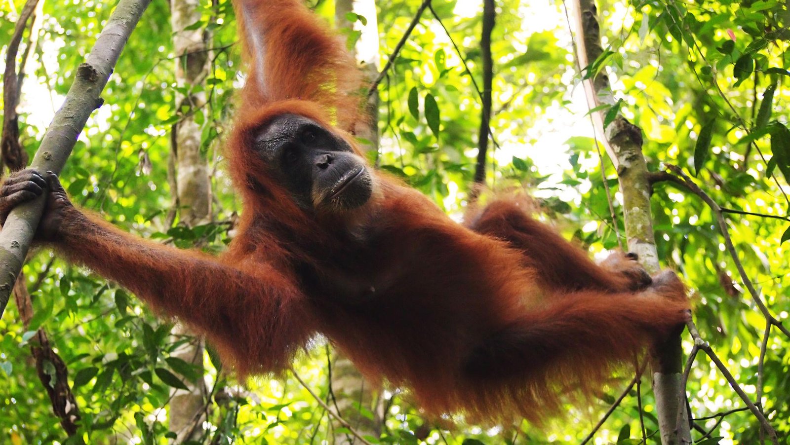 Sumatra Orangutan in Bukit Lawang