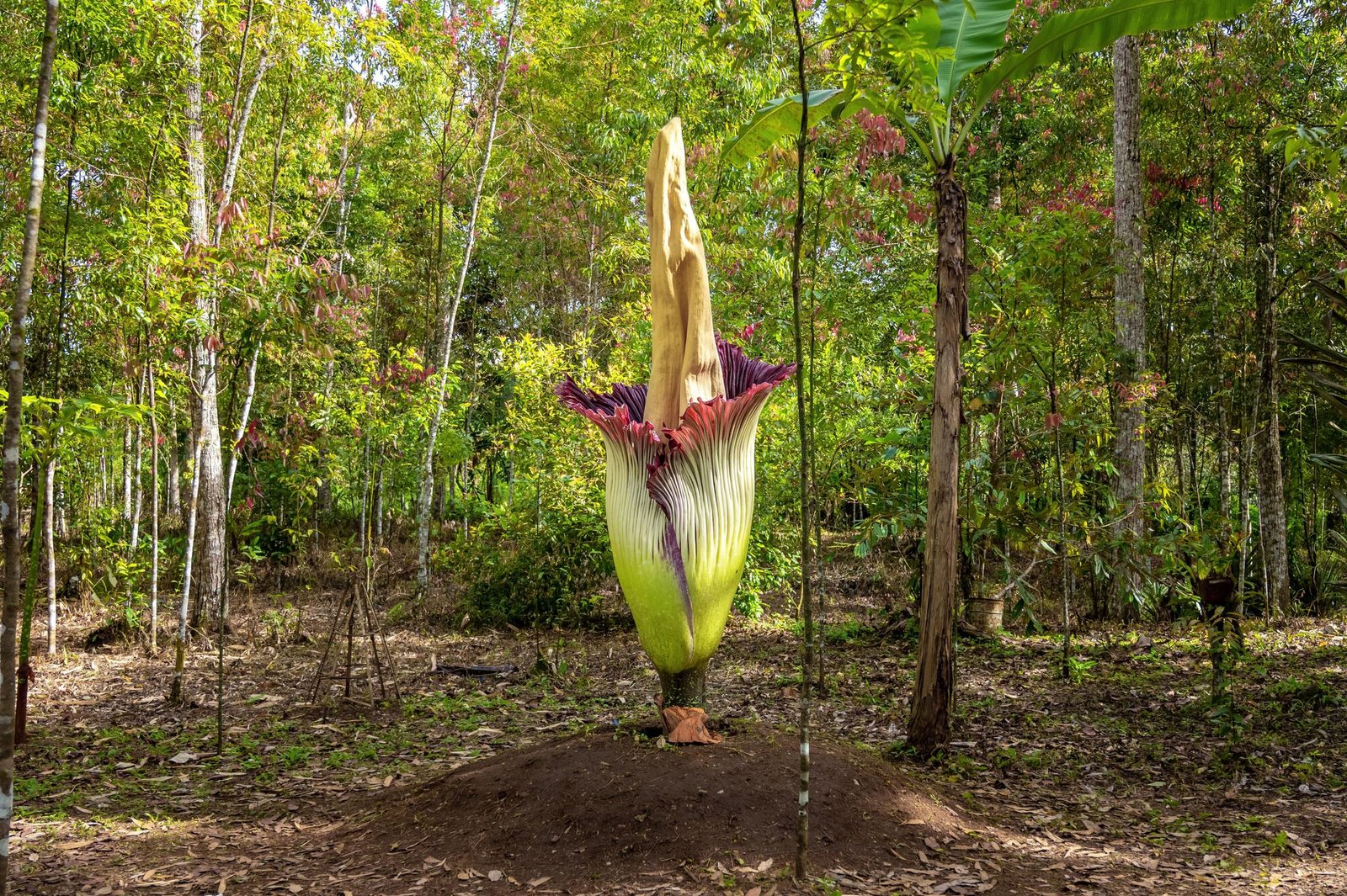 amorphophallus titanum