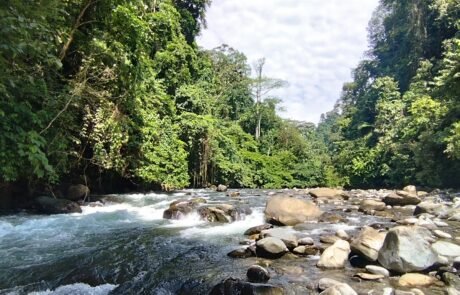 Sumatra jungle in Bukit Lawang