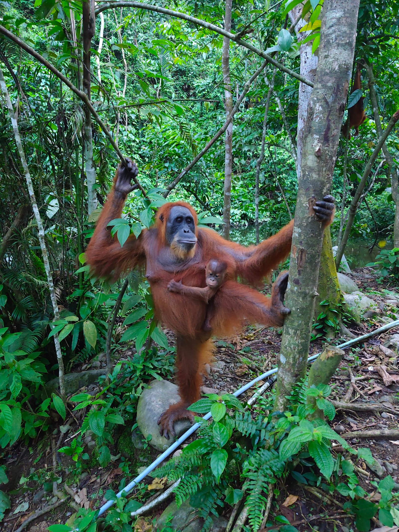 3-DAY JUNGLE TREKKING 