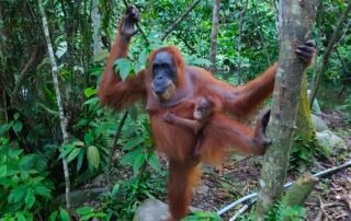 Sumatra Orangutan in Bukit lawang