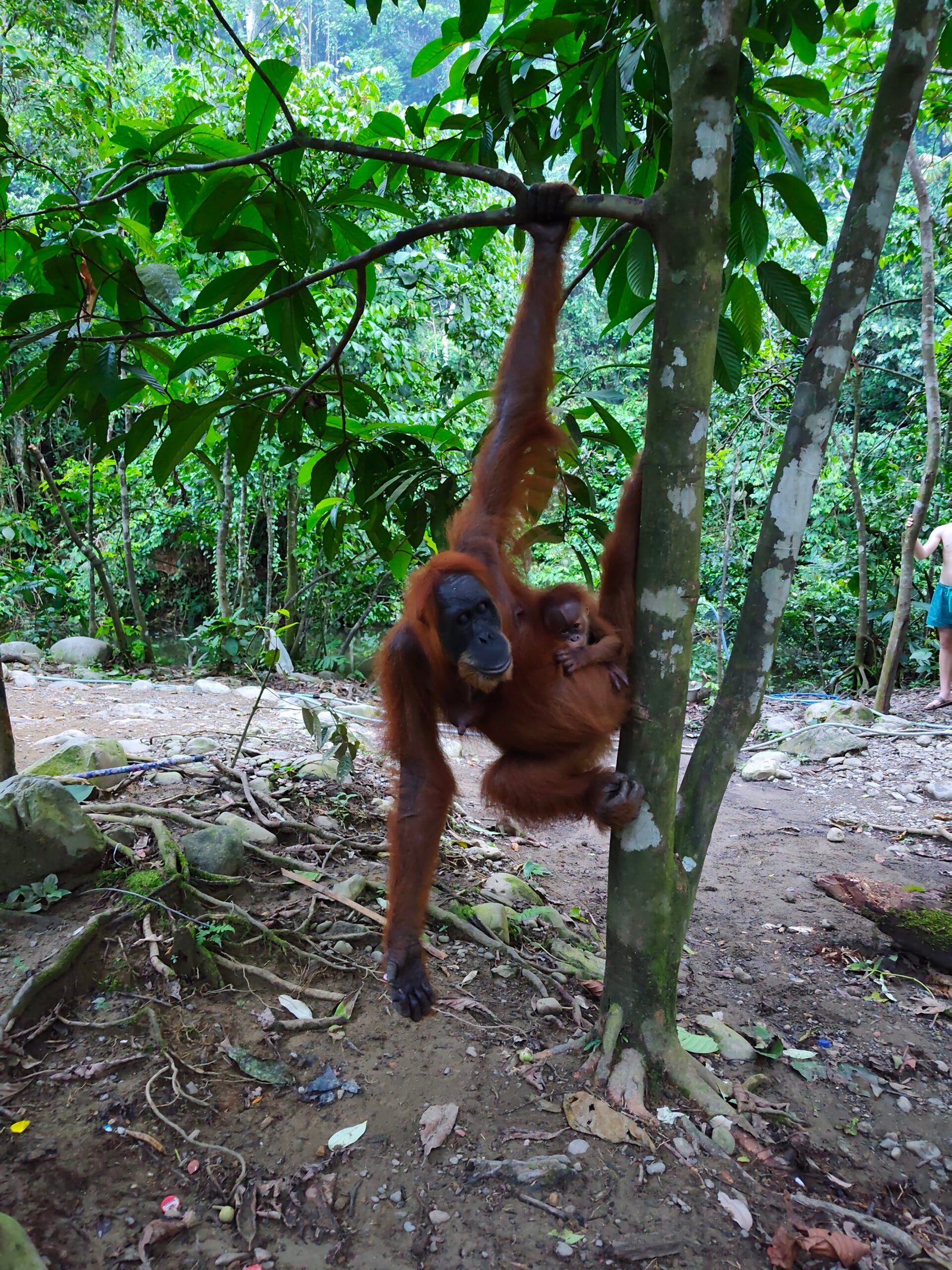1-day jungle trekking 