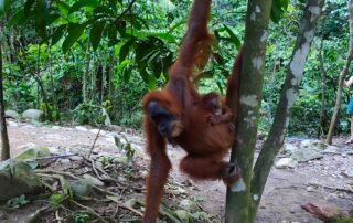 Sumatra Orangutan in Bukit Lawang