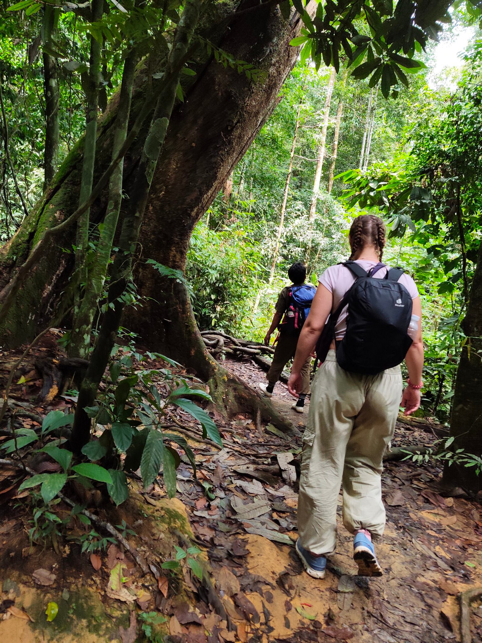 Walking through the sumatra jungle