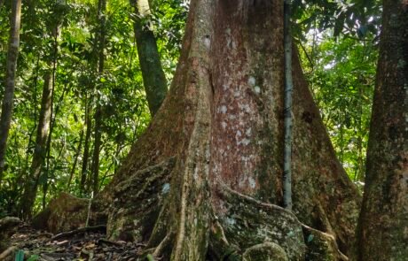 Sumatra Rain forest in Bukit lawang
