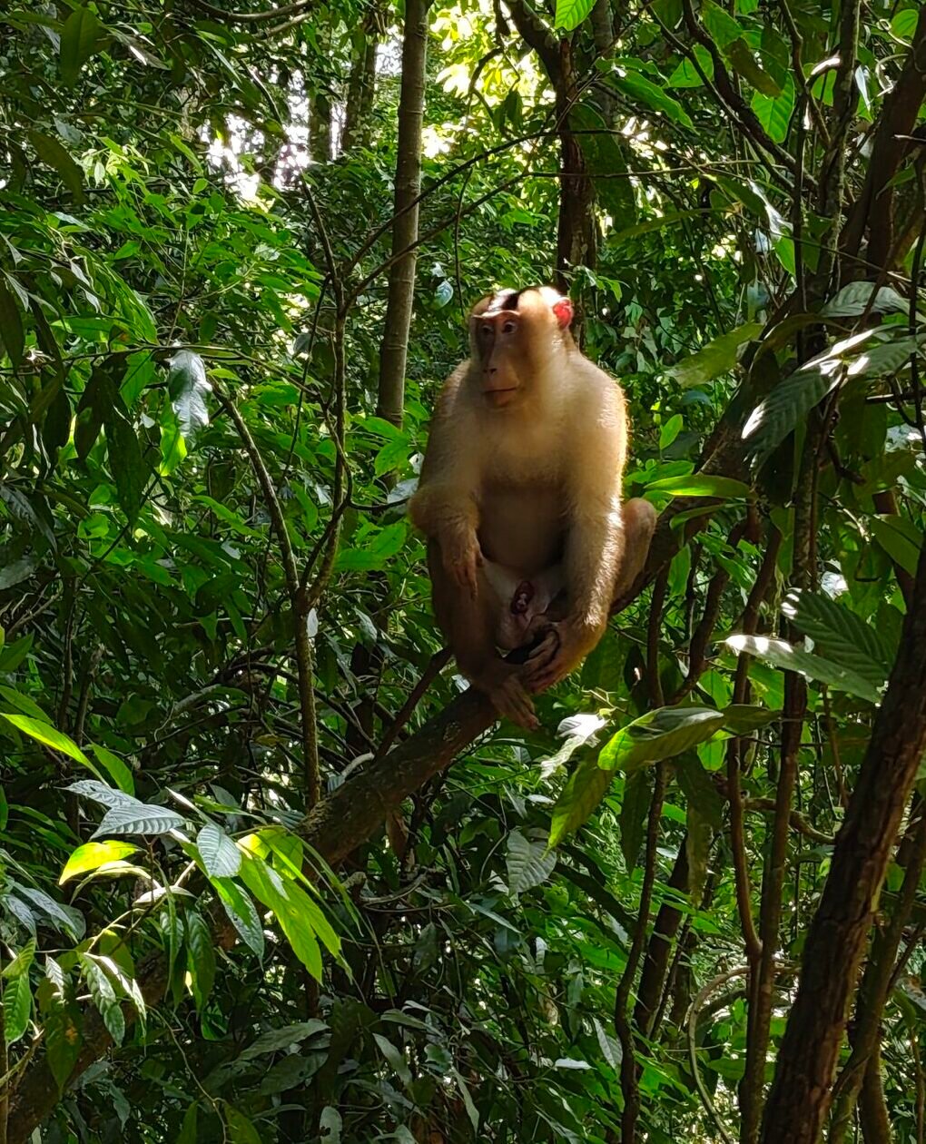 Three-day, two-night jungle trekking tour from Medan to Bukit Lawang, featuring rainforest hiking, wild orangutan watching, overnight jungle camping, and river tubing in Sumatra.
