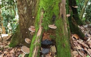 Funggie grown on the rotten tree log in the jungle of sumatra