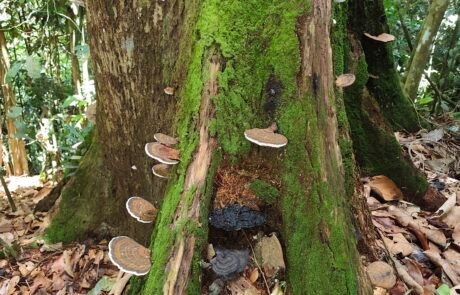 Funggie grown on the rotten tree log in the jungle of sumatra Funggie grown on the rotten tree log in the jungle of sumatra
