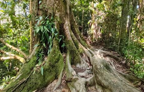Sumatra Rain forest in Bukit lawang