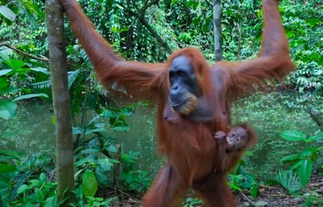 Sumatra Ornagutan in Bukit Lawang Sumatra Ornagutan in Bukit Lawang