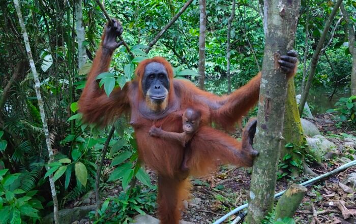 Sumatra Mother Orangutan with its baby