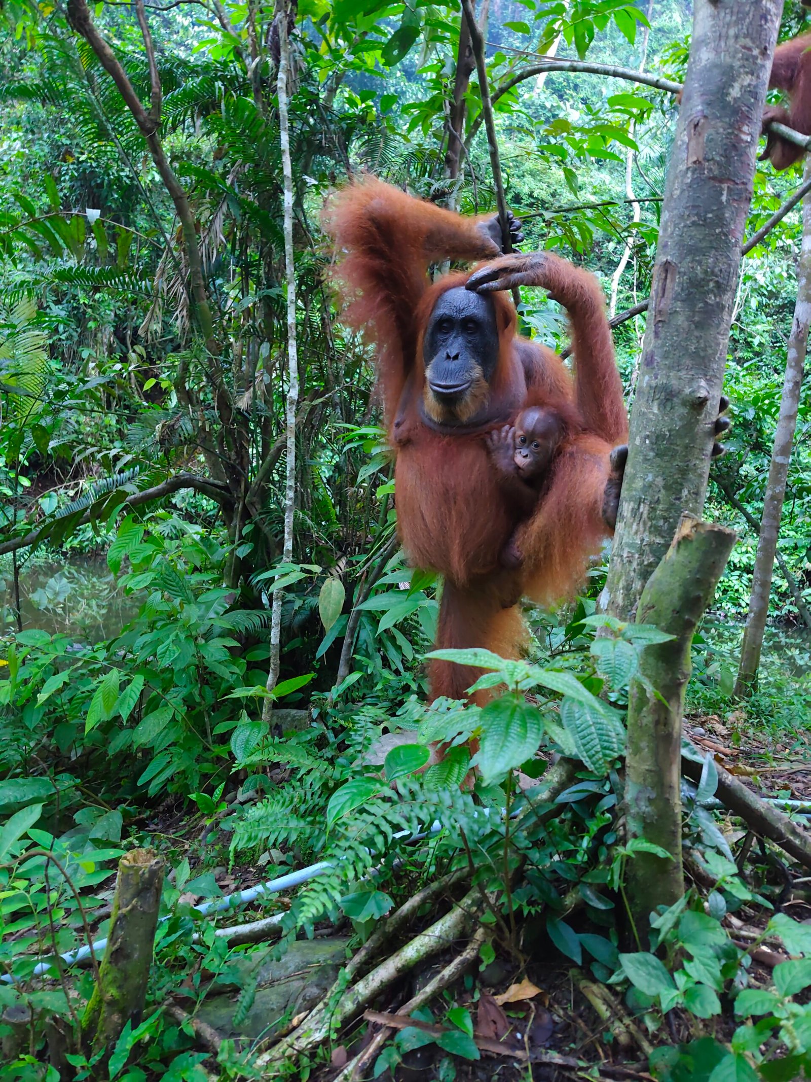 Three-day, two-night jungle trekking tour from Medan to Bukit Lawang, featuring rainforest hiking, wild orangutan watching, overnight jungle camping, and river tubing in Sumatra.