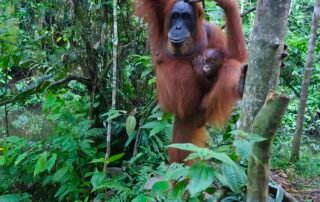 Sumatra Orangutan Bukit Lawang