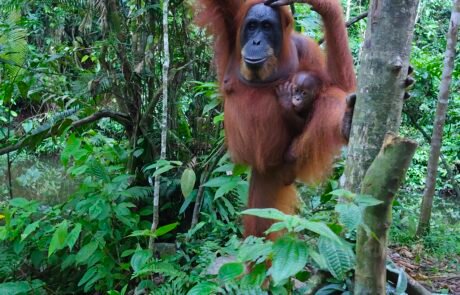 Sumatra Orangutan Bukit Lawang