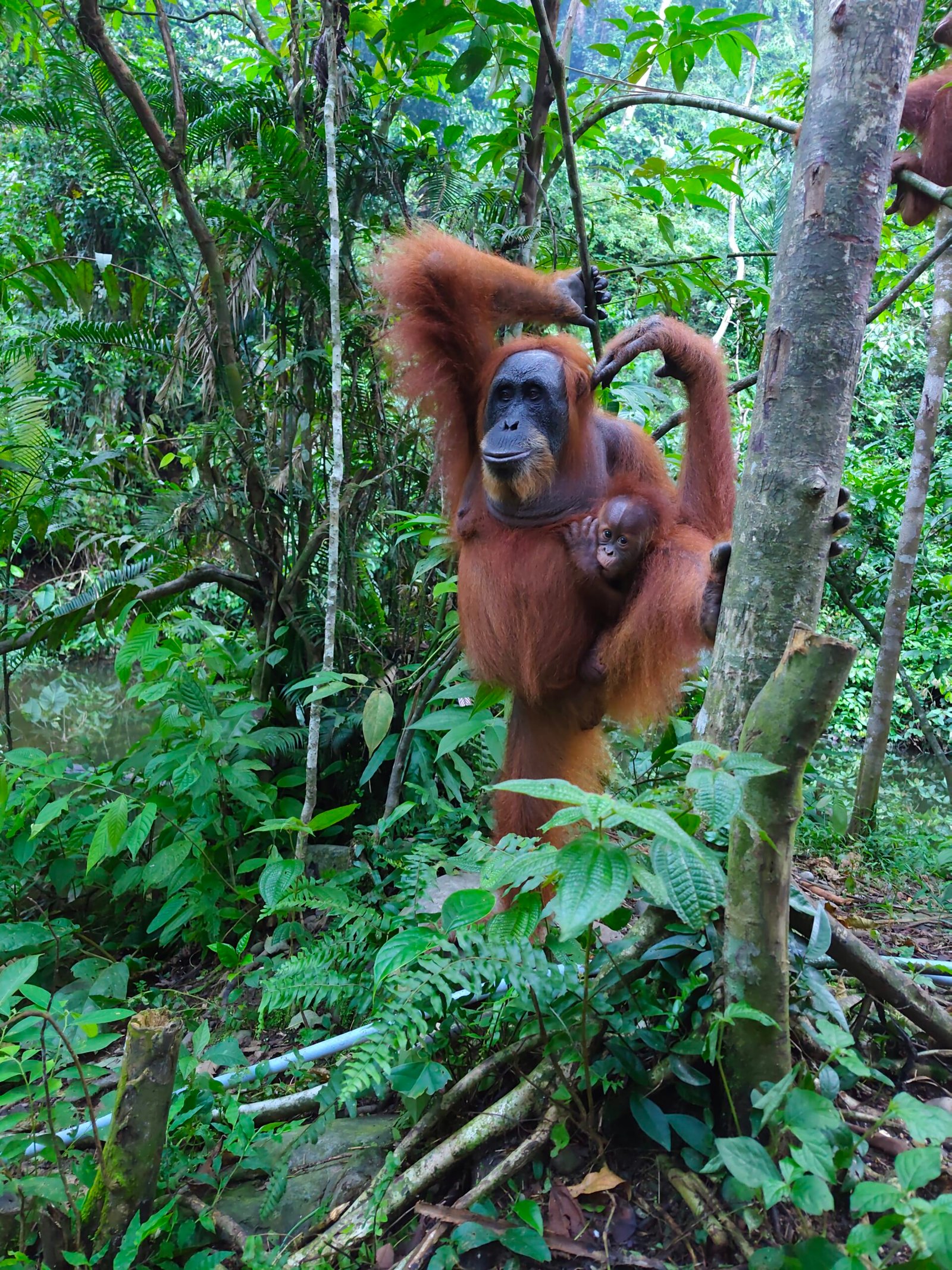 Sumatra Orangutan in Bukit Lawang