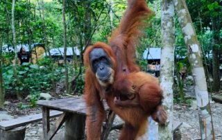 Sumatra Orangutan Bukit Lawang