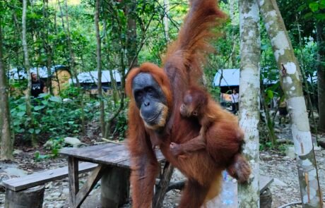 Sumatra Orangutan in Bukit Lawang