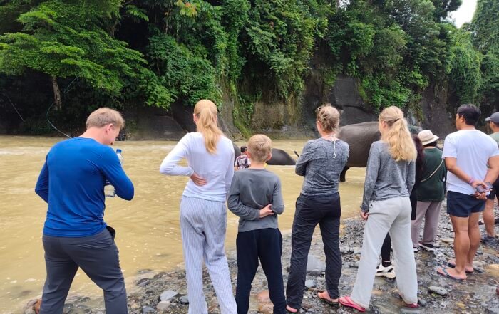 Watching the sumatra elephant in the river