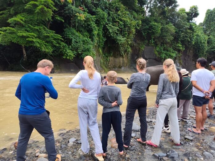 Watching the sumatra elephant in the river
