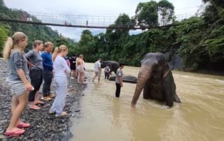 Sumatra ELephant Sanctuary in Tangkahan