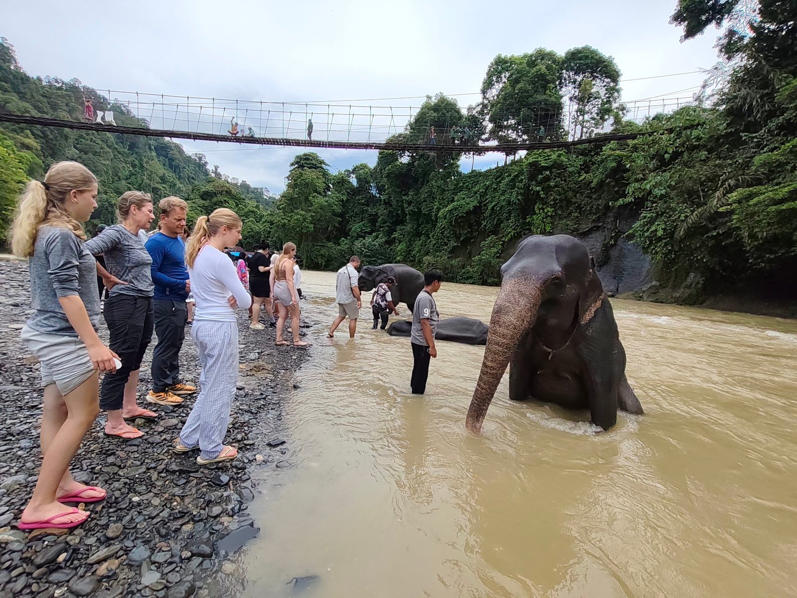 Sumatra ELephant Sanctuary in Tangkahan