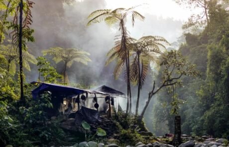 Jungle shelter 3