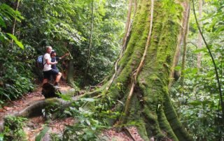 Sumatra Jungle in Bukit Lawang