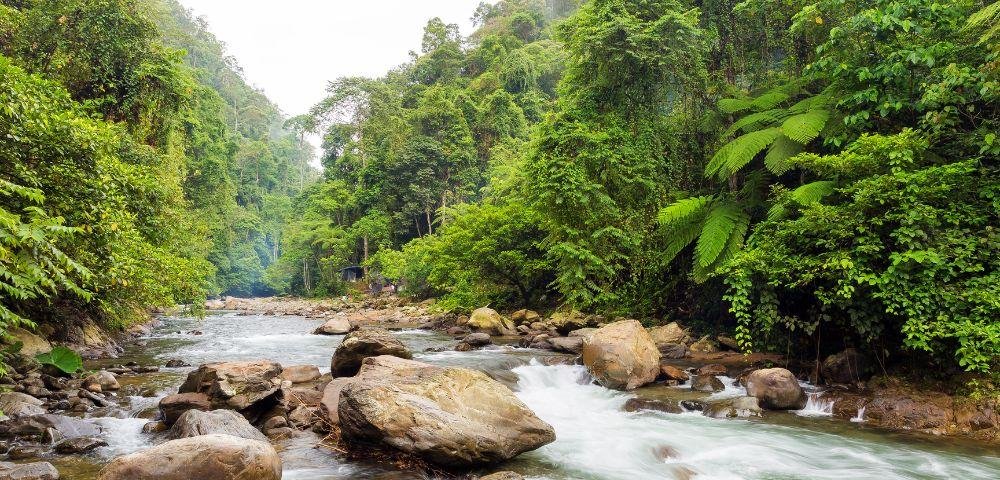 3-Hour Sumatra Jungle in Bukit Lawang