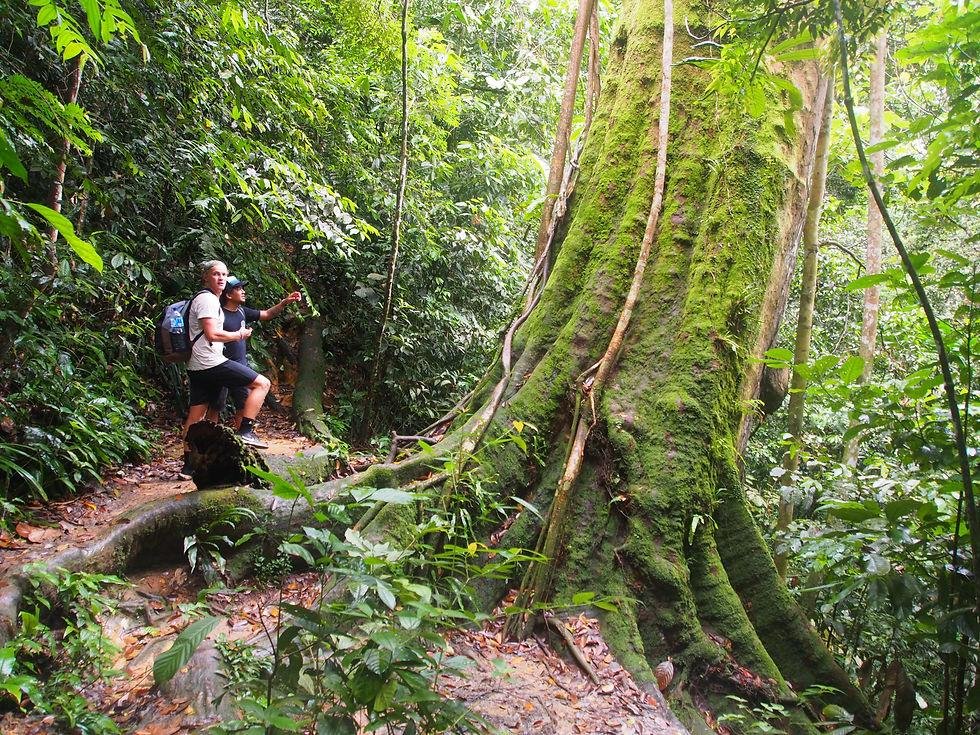 Sumatra Jungle in Bukit Lawang