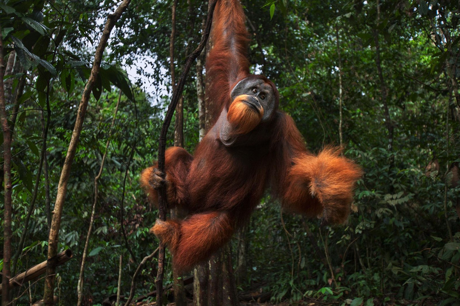 Sumatra Orangutan in Bukit Lawang 11