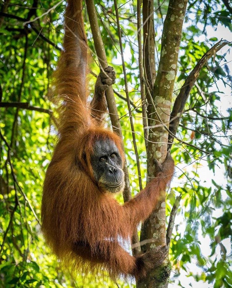 Sumatra Orangutan in Bukit lawang 3