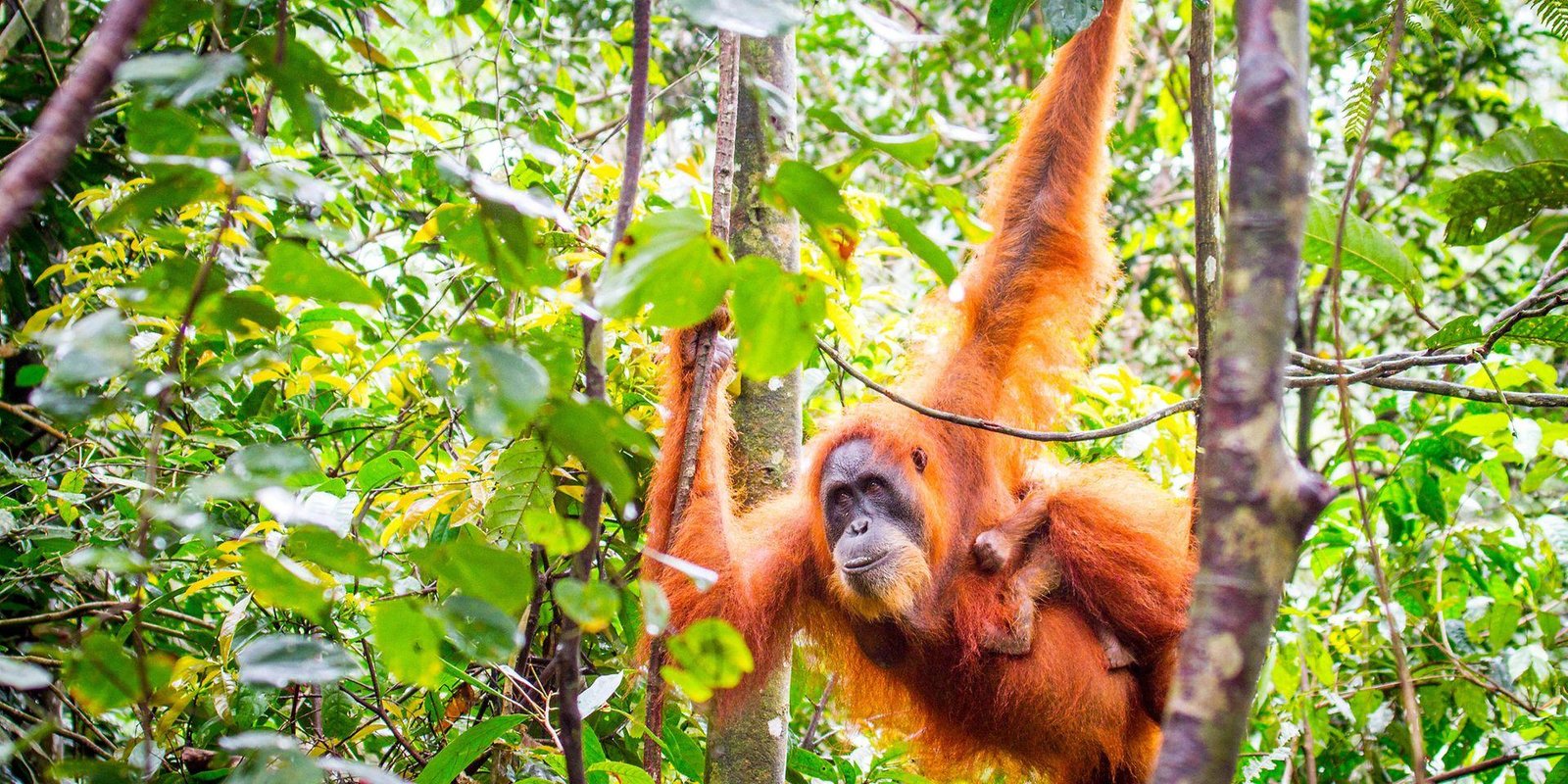 Sumatra orangutan 3