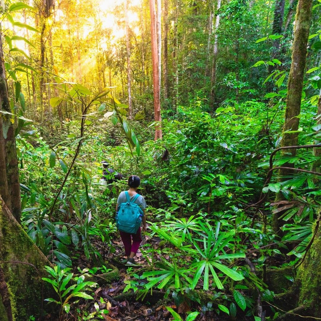 Trekking through the jungle 2