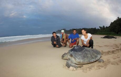 Turtle at Bengkaru island