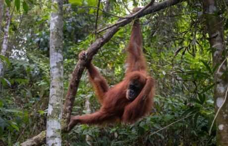 sumatra orangutan 4