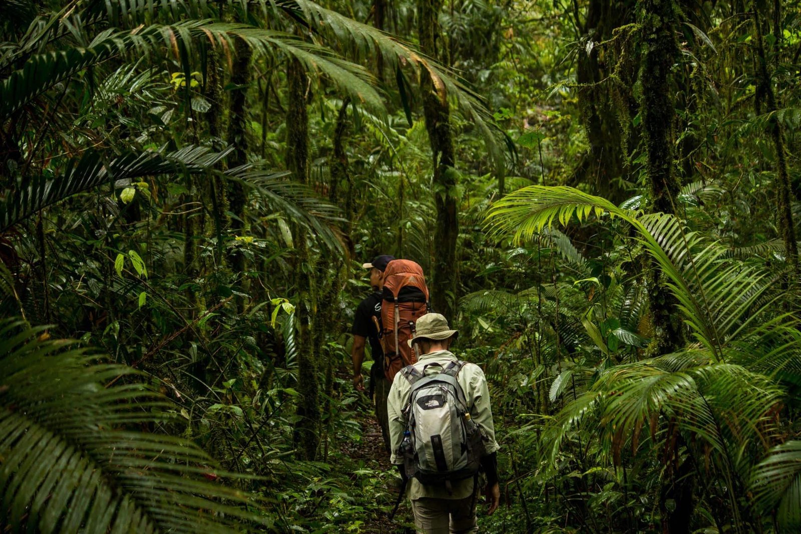 Three-day, two-night jungle trekking tour from Medan to Bukit Lawang, featuring rainforest hiking, wild orangutan watching, overnight jungle camping, and river tubing in Sumatra.